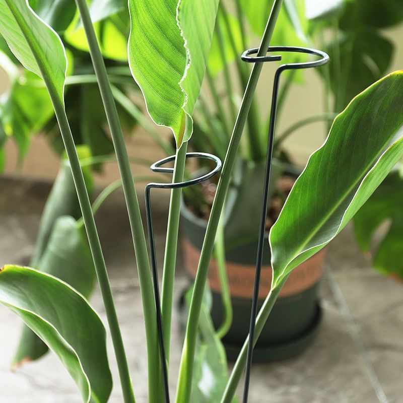 1/10pcs Garden สนับสนุน Stake  - Gardening Tools Hoe บทวิจารณ์และราคา