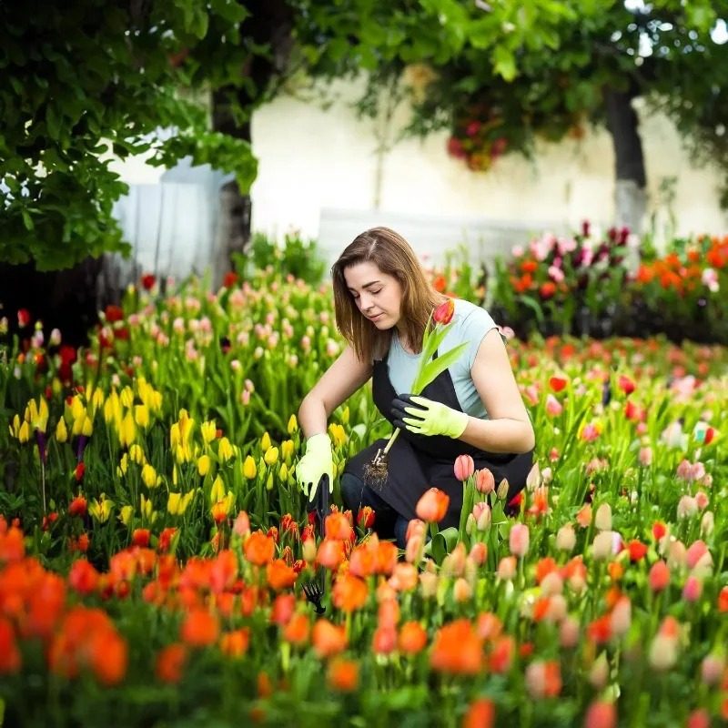 เครื่องมือทำสวน 2-in-1 แบบใช้ม - Gardening Tools Hoe บทวิจารณ์และราคา